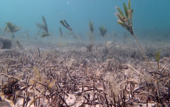 Years after a 2011 heat wave, a once-lush seagrass bed still struggles to recover.